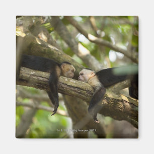 Costa Rica, Two monkeys resting on tree, lying Magnet
