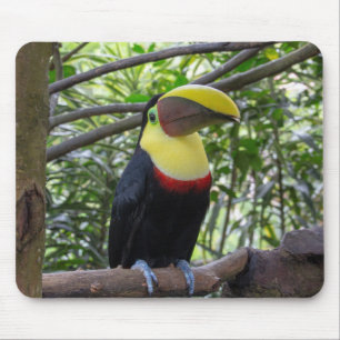 costa rica, wildlife, nature mouse mat