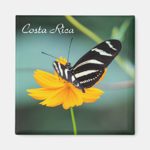 Costa Rica  - Zebra Longwing Butterfly Magnet