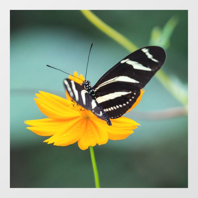 Costa Rica - Zebra Longwing Butterfly Window Cling (Sheet)