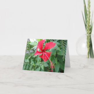 Costa Rican Beautiful Flora Card
