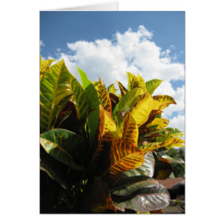 Costa Rican Flora