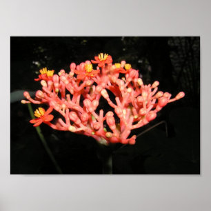 Costa Rican Flower Poster