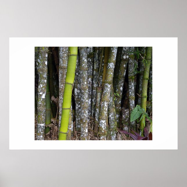 Costa Rican Rainforest Bamboo Art Poster (Front)