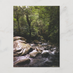 Costa Rican Rainforest Postcard