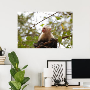 Costa Rician Monkey, Curious White Faced Capuchin Poster