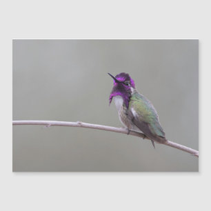 Costa's hummingbird