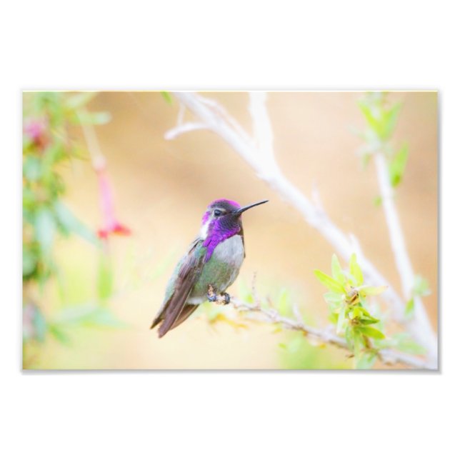 Costa's hummingbird among the foliage photo print (Front)