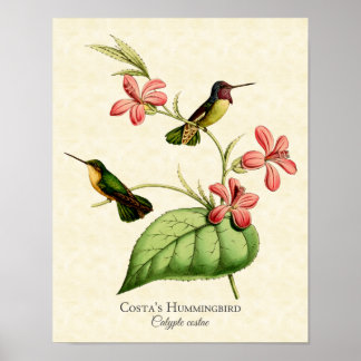 Costa's Hummingbird Art Print