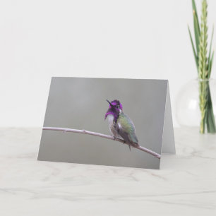 Costa's hummingbird card