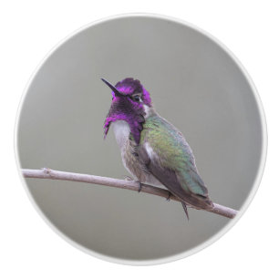 Costa's hummingbird ceramic knob
