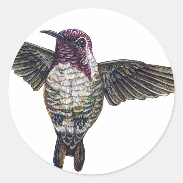 Costa's Hummingbird Classic Round Sticker (Front)