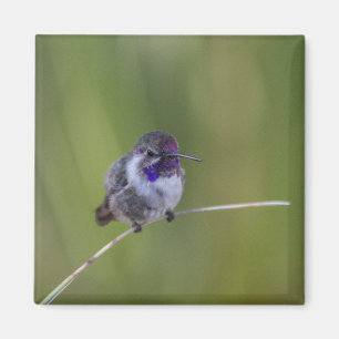 Costa's Hummingbird in August light Magnet