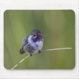 Costa's Hummingbird in August light Mouse Mat