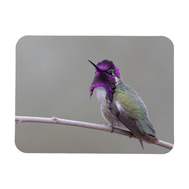 Costa's hummingbird magnet (Horizontal)