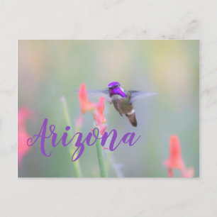 Costa's Hummingbird on approach, Arizona postcard