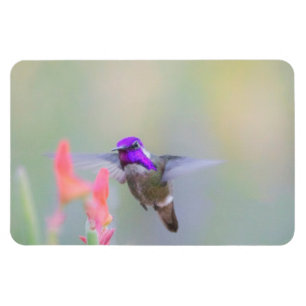 Costa's Hummingbird on approach Magnet