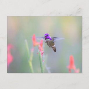 Costa's Hummingbird on approach Postcard