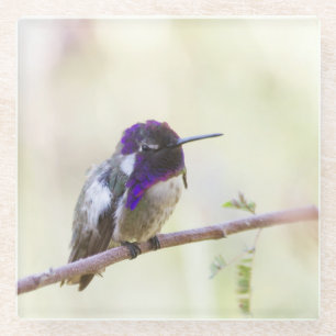 Costa's  Hummingbird perched on a branch Glass Coaster