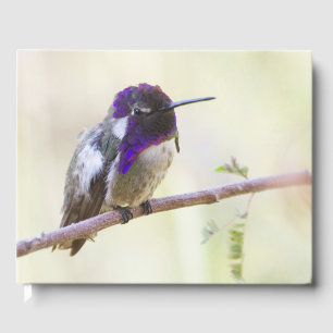 Costa's  Hummingbird perched on a branch Guest Book