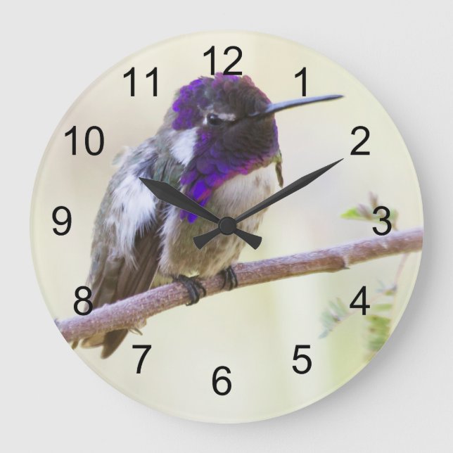 Costa's Hummingbird  Perched on a branch Large Clock (Front)