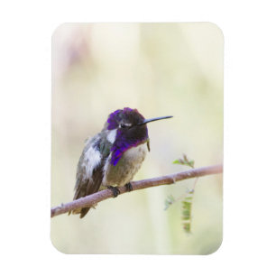 Costa's  Hummingbird perched on a branch Magnet