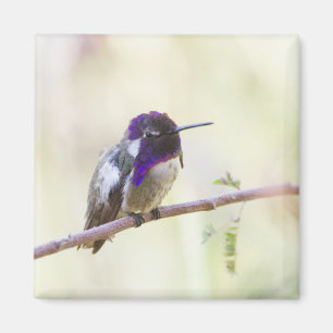 Costa's Hummingbird  Perched on a branch Magnet