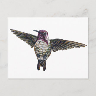 Costa's Hummingbird Postcard