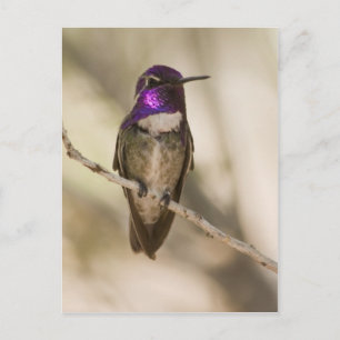 Costa's Hummingbird Postcard