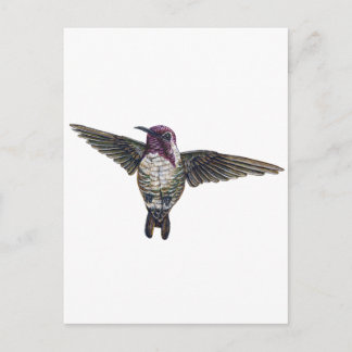 Costa's Hummingbird Postcard