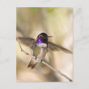 Costa's Hummingbird Postcard