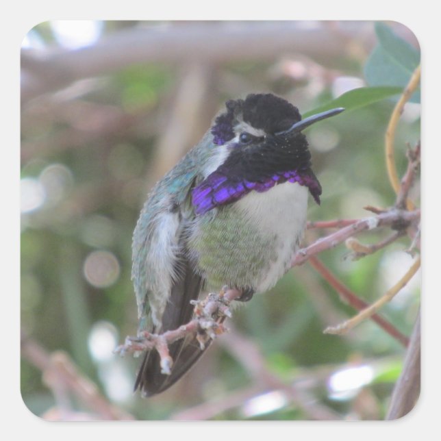 Costa's Hummingbird Square Sticker (Front)