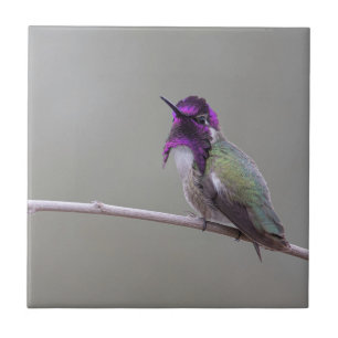 Costa's hummingbird tile