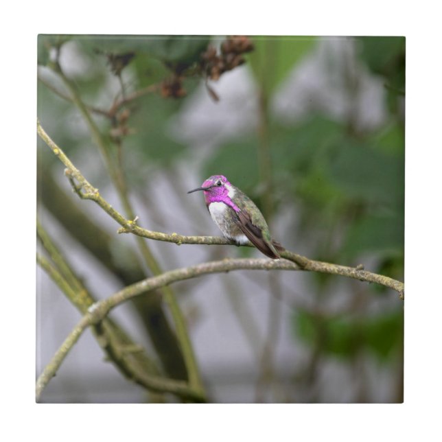 Costa's Hummingbird Tile (Front)