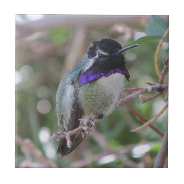 Costa's Hummingbird Tile (Front)