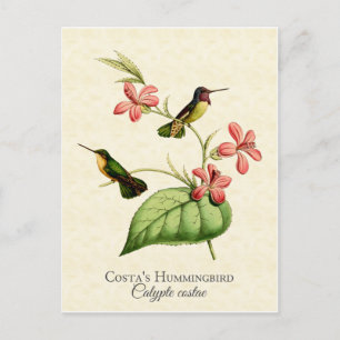 Costa's Hummingbird Vintage Art Postcard