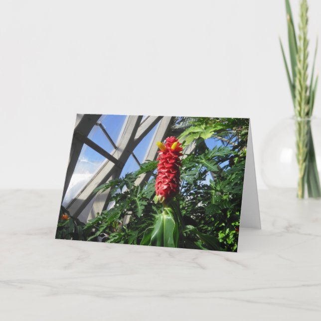 Costus Barbatus Ginger Card (Front)