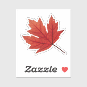 Cosy Autumn Vibes: Fall Season