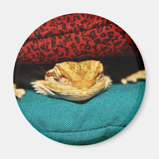 Cosy Bearded Dragon Magnet (Front)