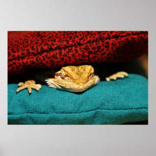 Cosy Bearded Dragon Poster