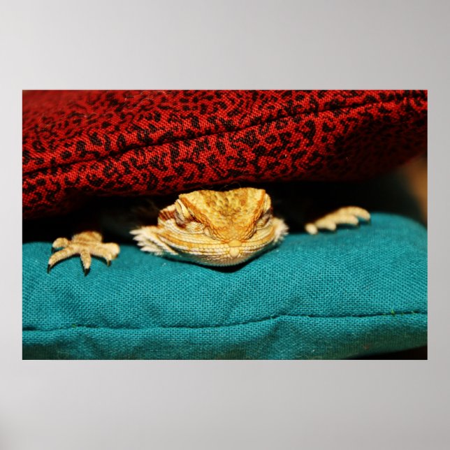 Cosy Bearded Dragon Poster (Front)
