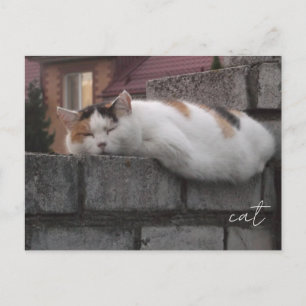 Cosy Cat on Fence Aesthetic Photography Postcard