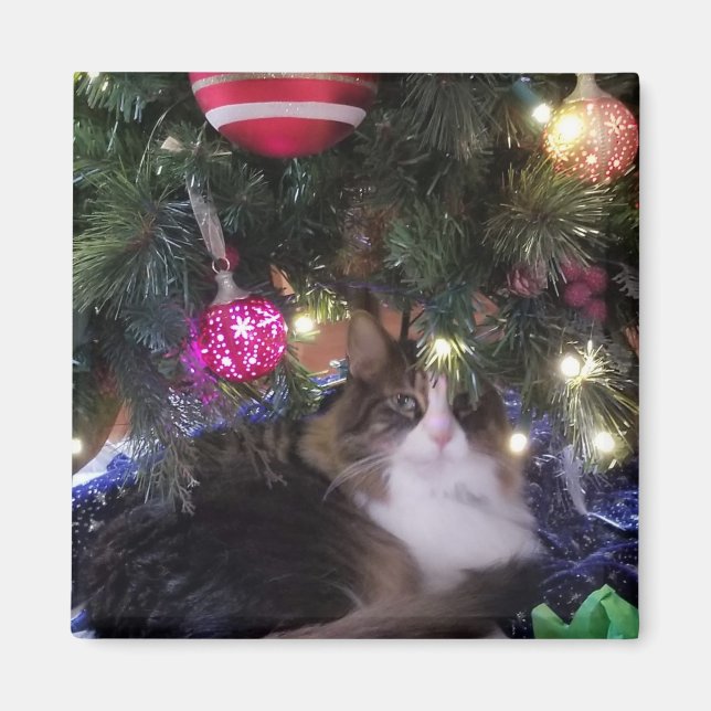 Cosy Cat under christmas tree Magnet (Front)