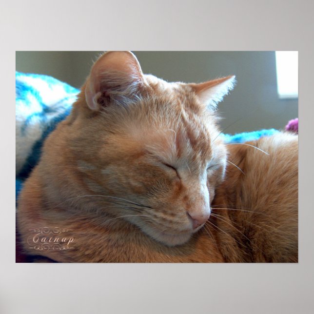 Cosy Catnap Poster (Front)