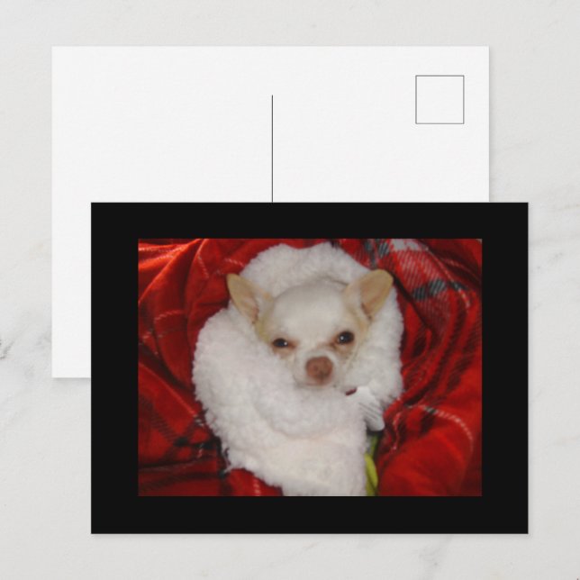Cosy Chihuahua Postcard (Front/Back)