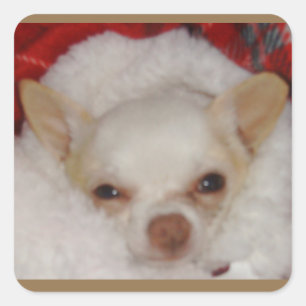 Cosy Chihuahua Stickers