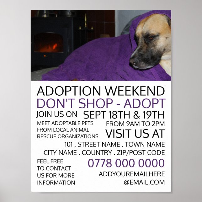 Cosy Dog, Pet Adoption Event Advertising Poster (Front)