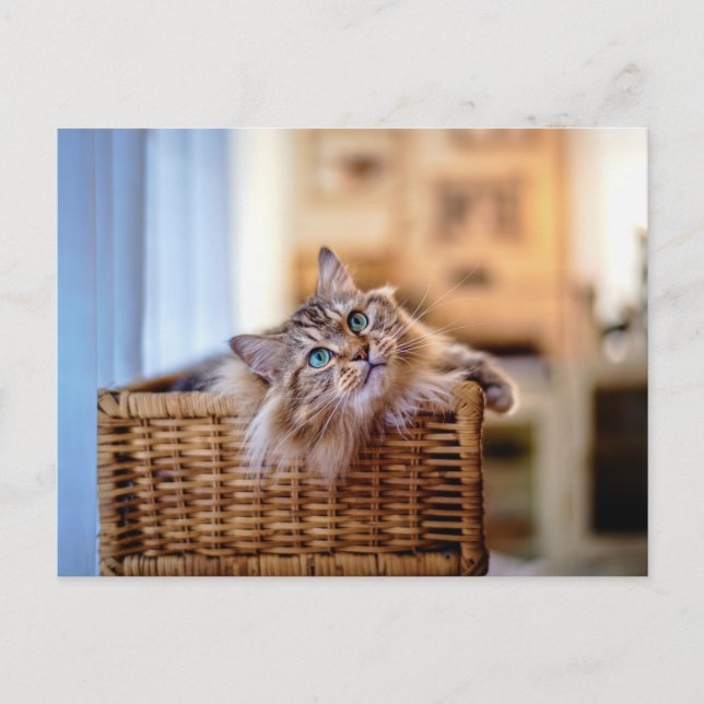 Cosy Long-Haired Cat in Wicker Basket Postcard (Front)