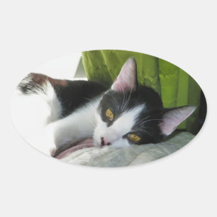 Cosy Tuxedo Cat Sticker