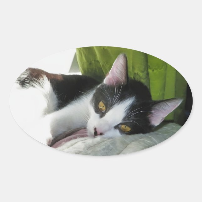 Cosy Tuxedo Cat Sticker (Front)